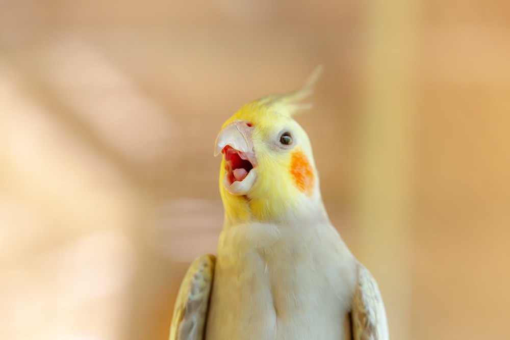 cockatiel screaming close up