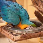 Macaw Diet: What To Feed a Macaw
