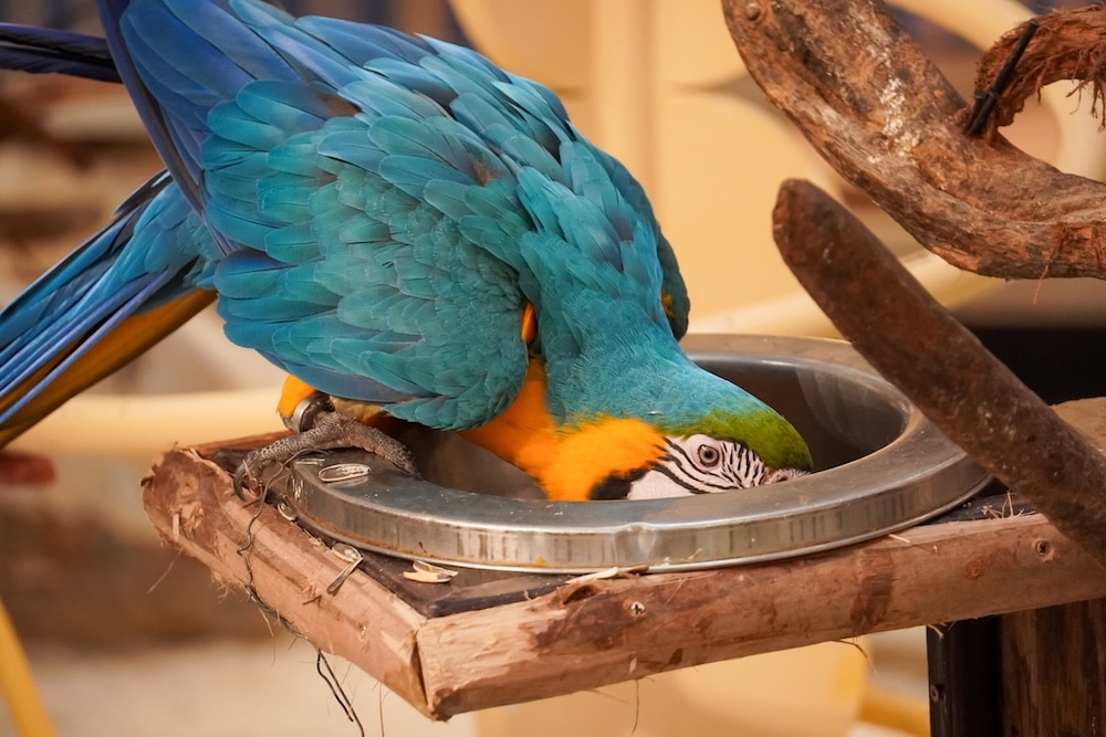 blue and yellow macaw eating out of a bowl