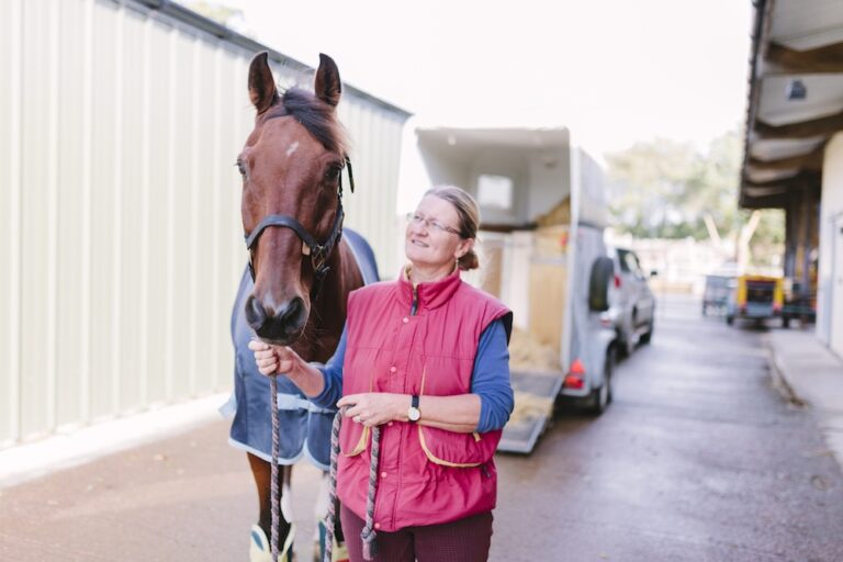 Horse outfitted for travel with shipping boots