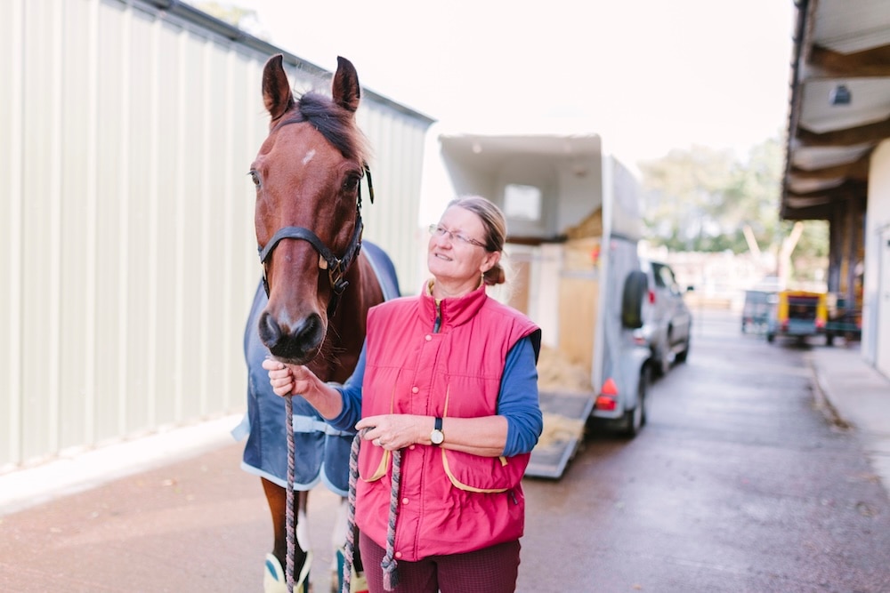 Horse outfitted for travel with shipping boots
