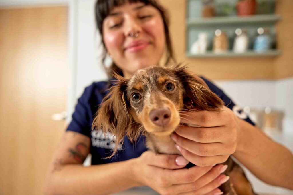 A cute brown Dachshund with big brown eyes and fluffy ears looks at the camera while a vet tech examines him.
