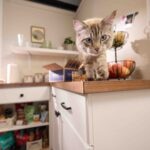 What Fruits Can Cats Eat?
