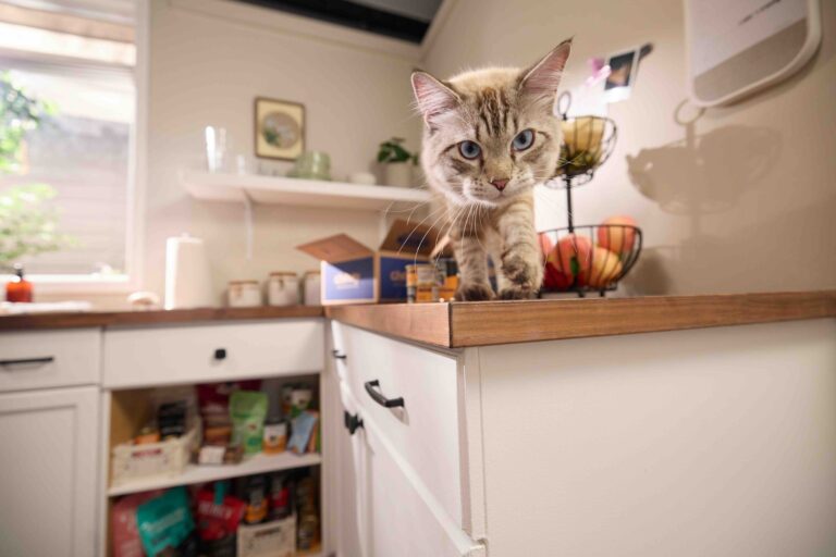What fruits can cats eat: A light gray tabby cat with blue eyes is walking on a kitchen counter. Behind the cat, there is a Chewy box, a fruit basket, and a cabinet with pet supplies visible inside.
