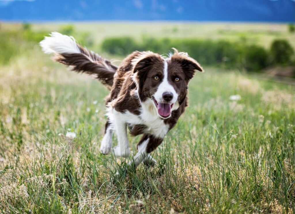 how to boost your dog’s immunity: A happy brown and white dog runs through a grassy field with his tail in the air.