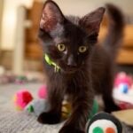 Kitten Spay Surgery: When It’s Time and What To Expect