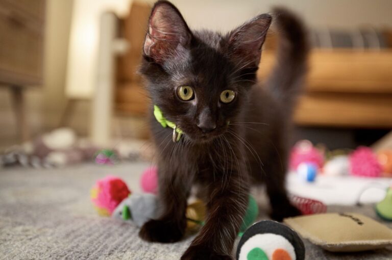 kitten spay surgery: A black kitten with yellow eyes and a green collar is walking on a carpet surrounded by colorful cat toys. The background includes a couch and some blurred household items.