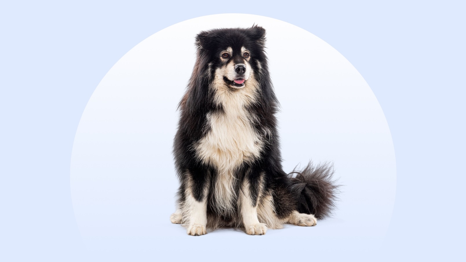 Finnish Lapphund sitting on an isolated blue background