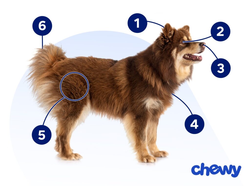 Photo of a Finnish Lapphund