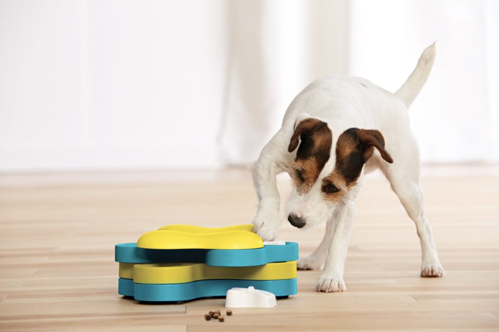 mental stimulation for dogs: A Jack Russell Terrier plays with a blue and yellow puzzle toy at home.