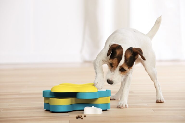 mental stimulation for dogs: A Jack Russell Terrier plays with a blue and yellow puzzle toy at home.
