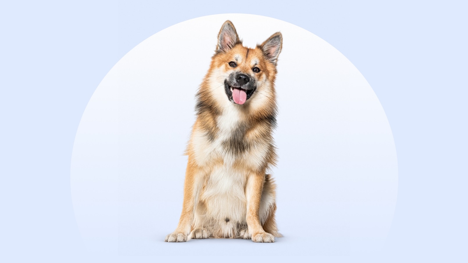 An Icelandic Sheepdog sitting on an isolated blue background