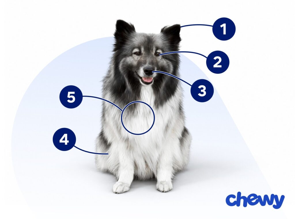 Photo of a Icelandic Sheepdog