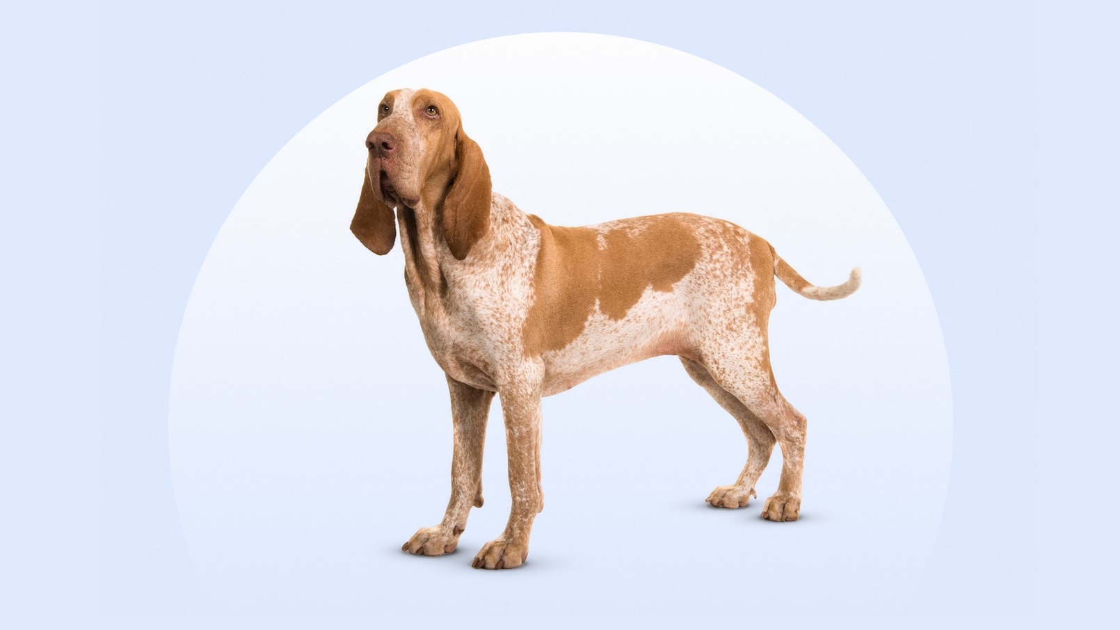 Bracco Italiano dog standing on an isolated blue background