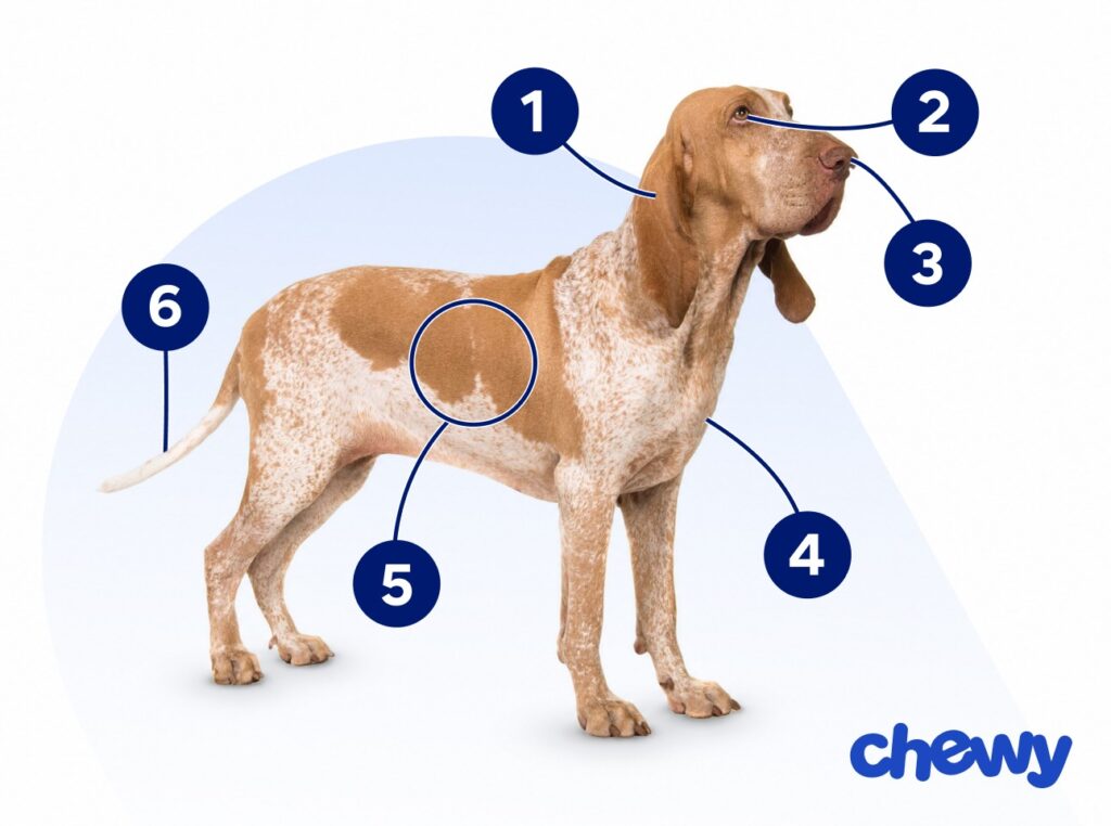 Photo of a Bracco Italiano