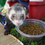 How To Safely Switch Your Ferret’s Food