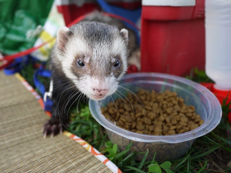 how to safely switch your ferret’s food; a ferret stands by their food bowl.