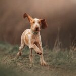 Bracco Italiano puppy running through a grassy field.