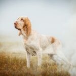Bracco Italiano standing in profile in a misty grassy field.