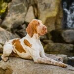 Bracco Italiano resting on a large rock near a waterfall.