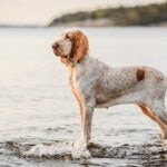 Bracco Italiano standing in shallow water along a lakeshore.