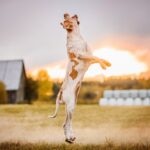 Bracco Italiano leaping into the air in a grassy field at sunset.