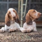 Two Bracco Italiano dogs resting side by side with their front paws on a ledge.