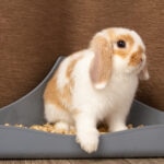 How Often Should Rabbits Poop?