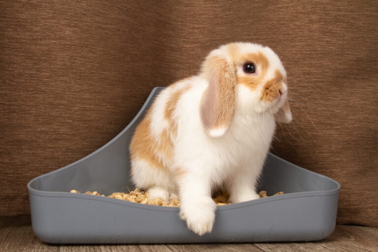 how often should rabbits poop; a rabbit sits in their litterbox.