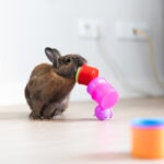 Rabbit Enrichment: Fun Ways To Keep Your Bunny Happy and Healthy