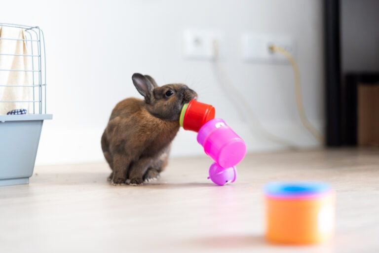 rabbit enrichment; a bunny plays with stacking cups.