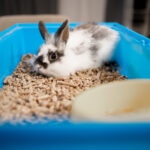 Rabbit Urine Color Guide: Everything Pet Parents Should Know