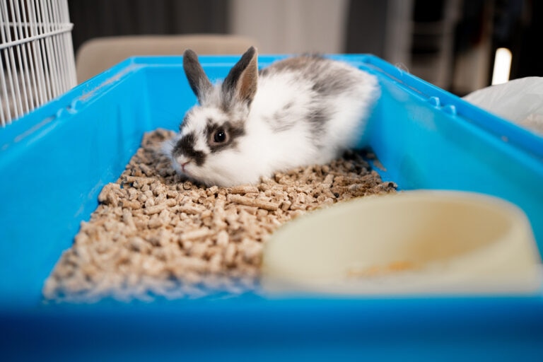 rabbit urine color guide; a rabbit pees into their litterbox.