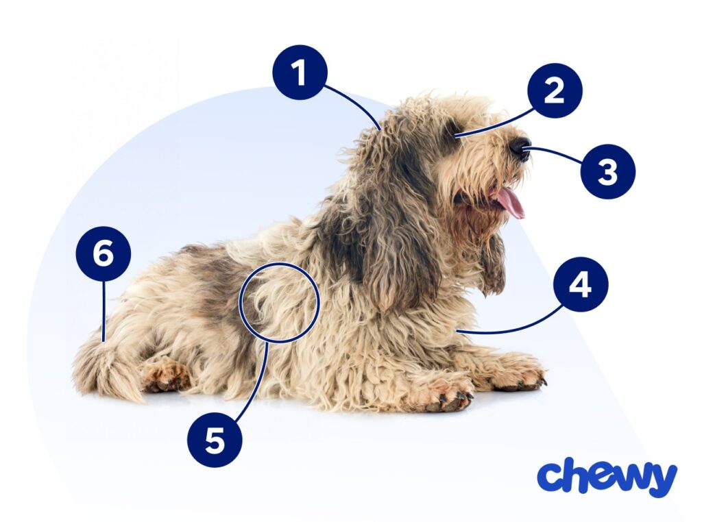 Photo of a Petit Basset Griffon Vendéen