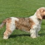 Petit Basset Griffon Vendéen standing in profile on a grassy field.