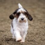 Petit Basset Griffon Vendéen walking toward the camera outdoors.