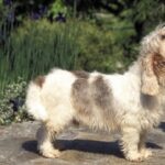 Petit Basset Griffon Vendéen standing on a stone patio in a garden.