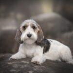 Petit Basset Griffon Vendéen resting on large gray rocks.