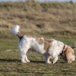Petit Basset Griffon Vendéen sniffing the ground in a grassy field.