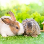 Do Rabbits Need Friends?
