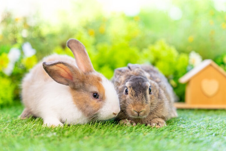 do rabbits need a friend; two rabbits relax together.