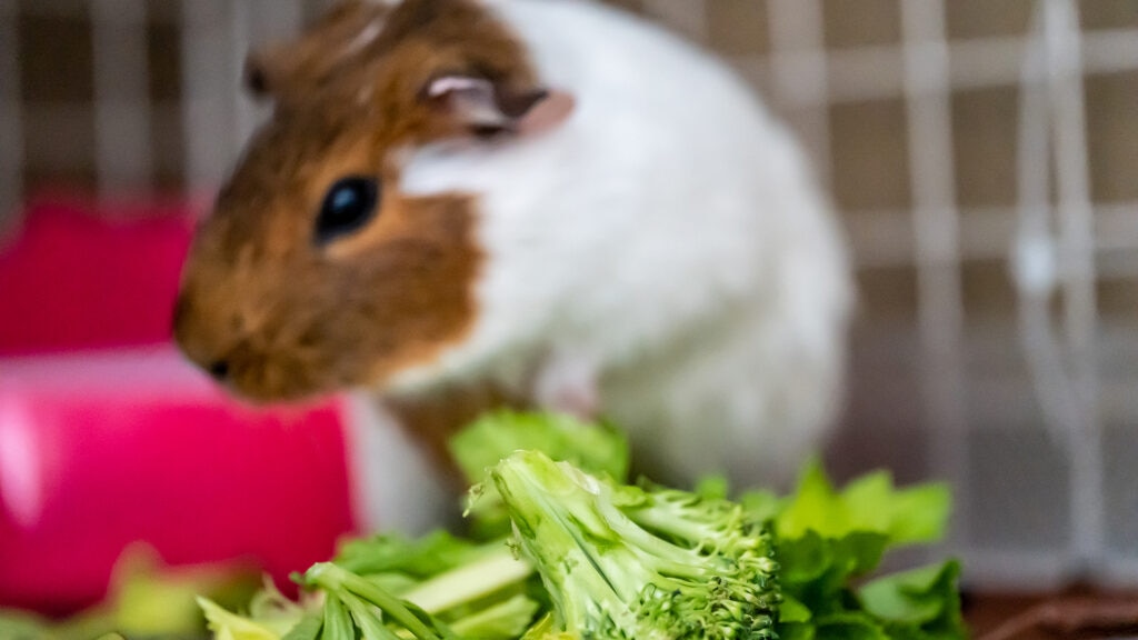 can guinea pigs eat broccoli: guinea pig standing behind floret