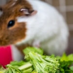 Can Guinea Pigs Eat Broccoli?