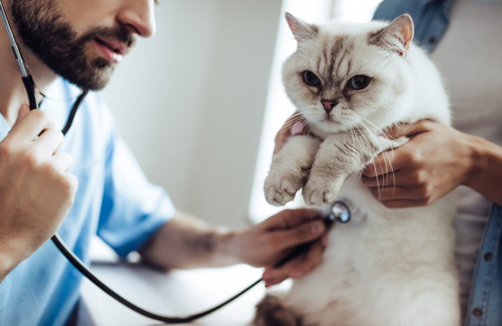Heart Block in Cats; a cat is examined by a vet.