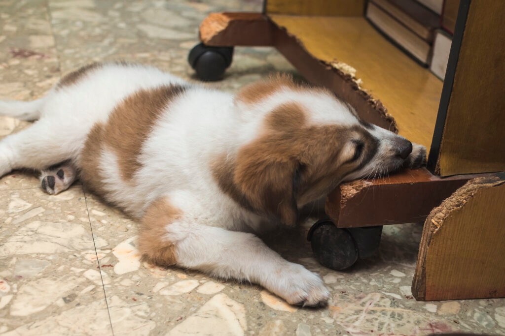 arsenic poisoning in dogs; a puppy chews on treated wood.