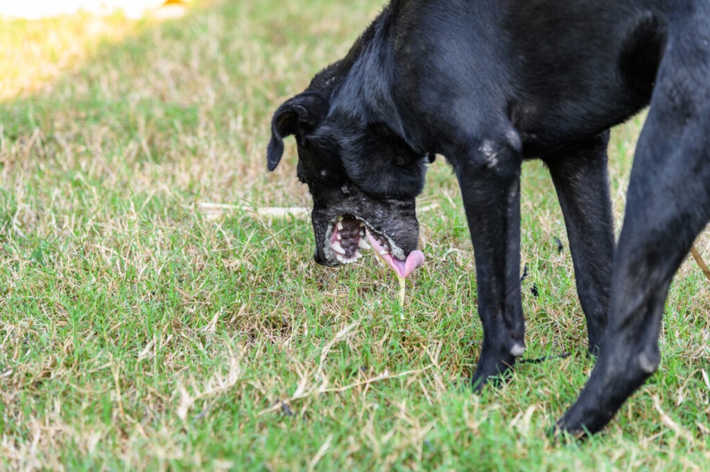 why is my dog vomiting blood; a dog retches on the grass.
