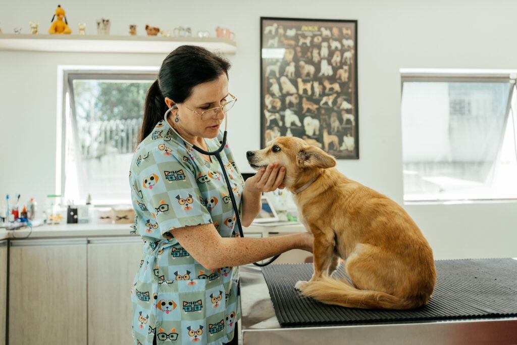 helicobacter pylori in dogs; a veterinarian examines a dog.