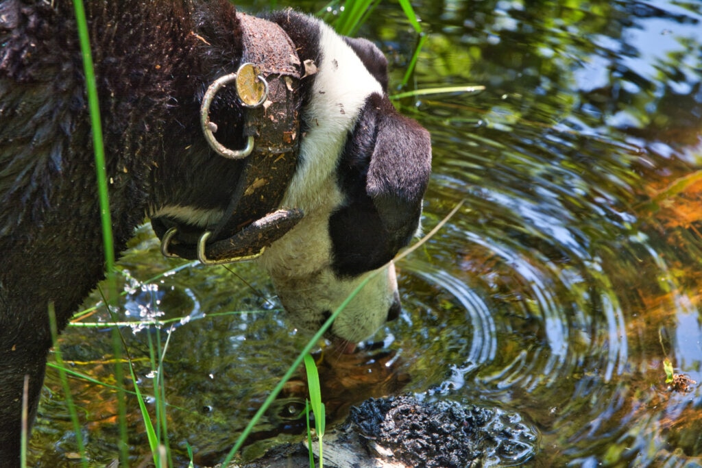 pythiosis in dogs; a dog drinks from a pond.