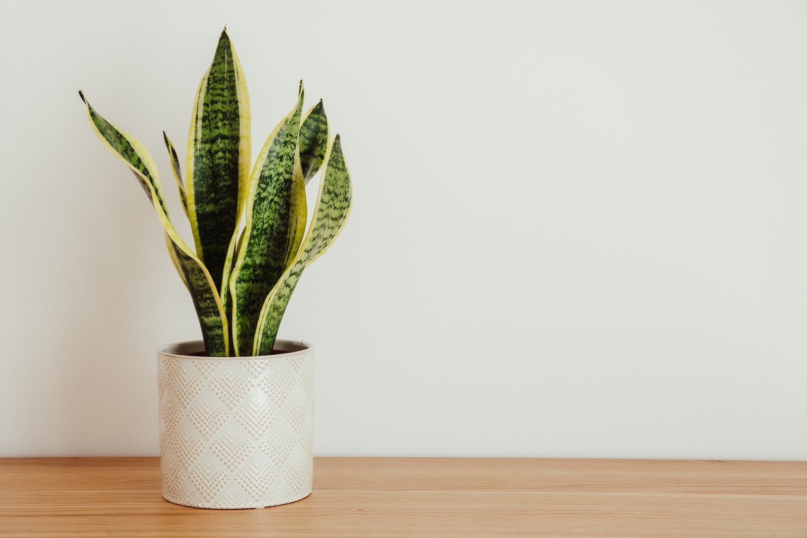A snake plant growing in a ceramic white pot sitting on a wooden table against a white wall.