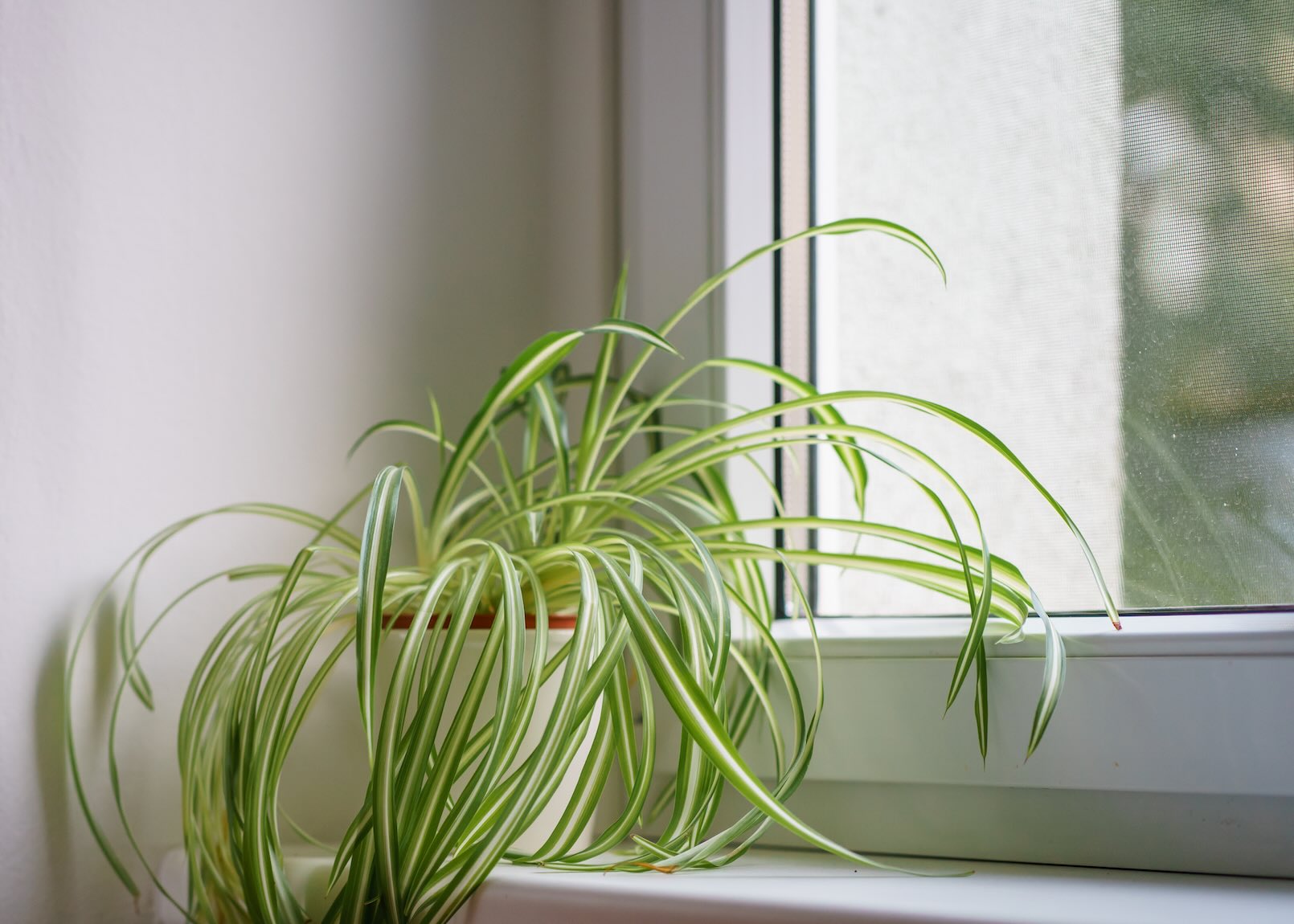 A spider plant sits in a pot on a sunny windowsill.